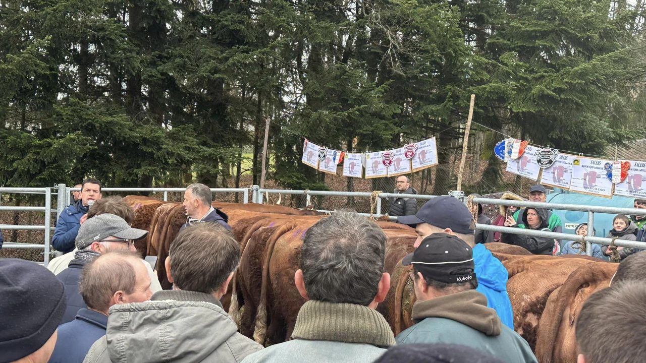 Bœufs gras à Lafeuillade et Derby de Fédérale 3 Saint-Simon – Saint-Cernin