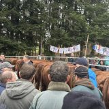 Manifestations et Traditions : Bœufs gras à Lafeuillade et Derby de Fédérale 3 ...