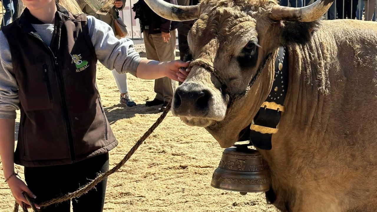 Concours départemental de la race Aubrac à Pierrefort