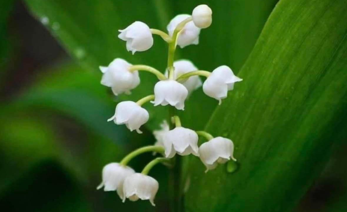 Chemins cantaliens d’un 1er mai pluvieux : Saint-Illide – Aurillac