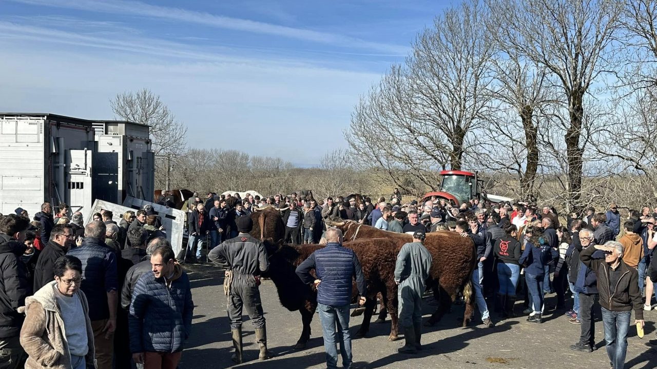 Chargement des animaux en route pour le Salon de l’Agriculture 2025 à Paris