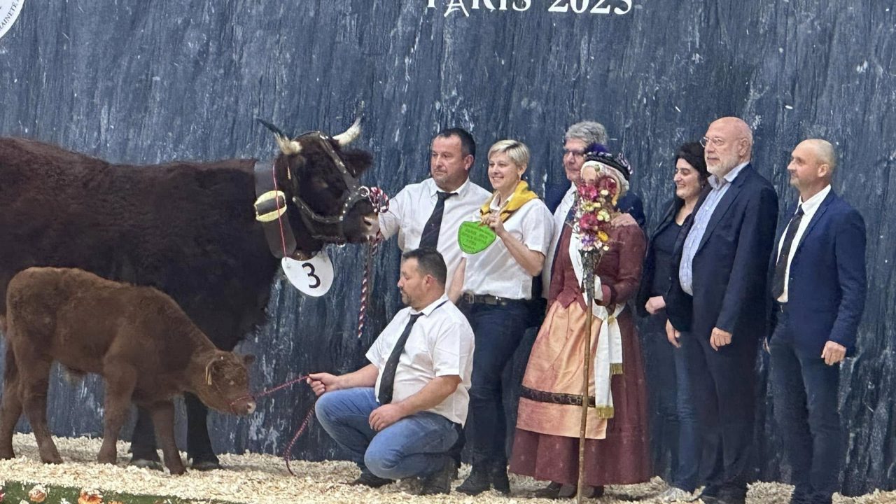 Salon de l’agriculture 2025 : Concours race Aubrac et race Salers. Le Cantal a l’honneur