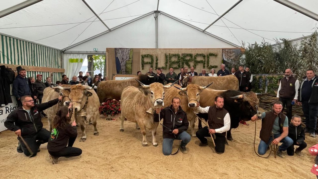 Concours Départemental Aubrac à Saint-Flour