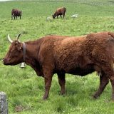 Attribution DJA : Comité d’Etude de Projet (CEP) Cantal....